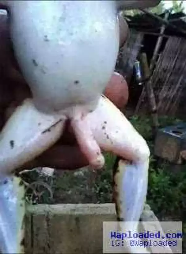 This frog looks extremely well-endowed, or so it seems (photos)